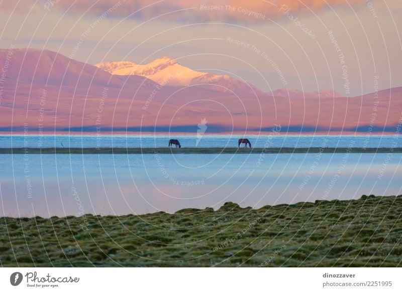 Song Kul See mit Pferden im Sonnenaufgang schön Ferien & Urlaub & Reisen Sommer Schnee Berge u. Gebirge Natur Landschaft Tier Himmel Wolken Nebel Gras Park