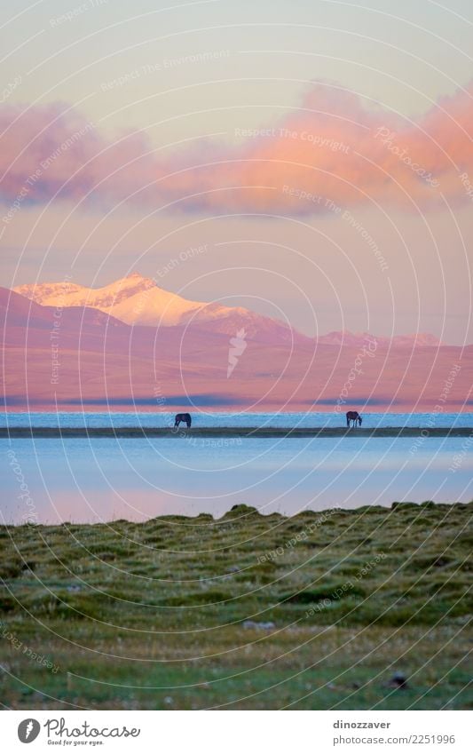 Song Kul See mit Pferden im Sonnenaufgang schön Ferien & Urlaub & Reisen Sommer Schnee Berge u. Gebirge Natur Landschaft Tier Himmel Wolken Nebel Gras Park