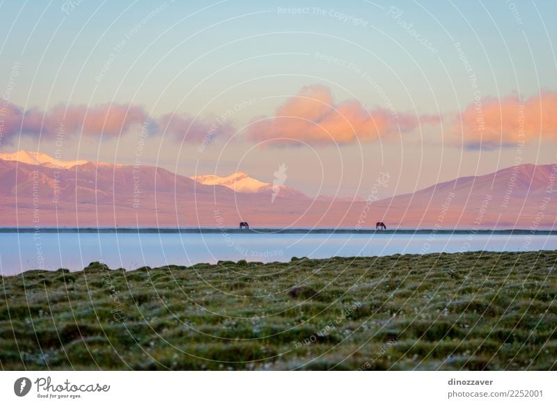 Song Kul See mit Pferden im Sonnenaufgang schön Ferien & Urlaub & Reisen Sommer Schnee Berge u. Gebirge Natur Landschaft Tier Himmel Wolken Nebel Gras Park