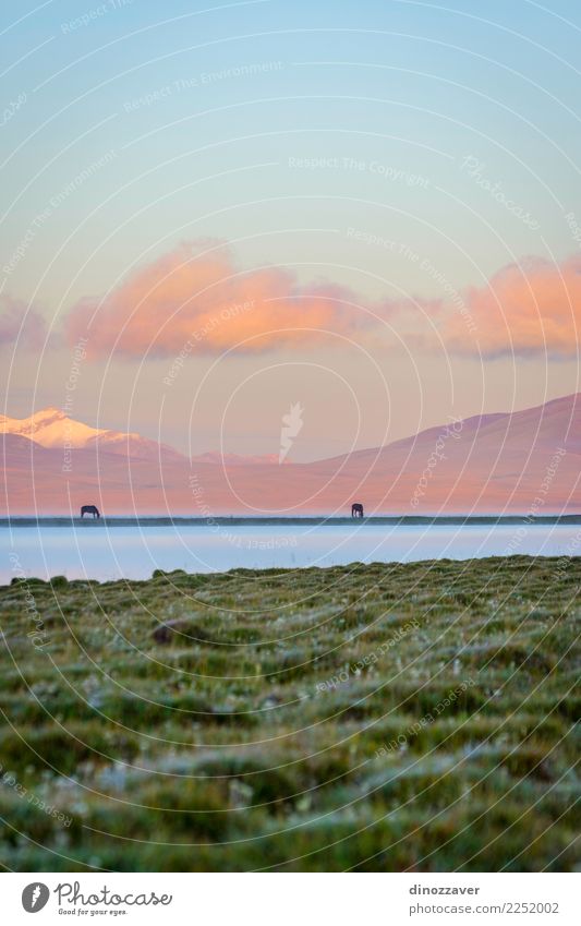 Song Kul See mit Pferden im Sonnenaufgang schön Ferien & Urlaub & Reisen Sommer Schnee Berge u. Gebirge Natur Landschaft Tier Himmel Wolken Nebel Gras Park