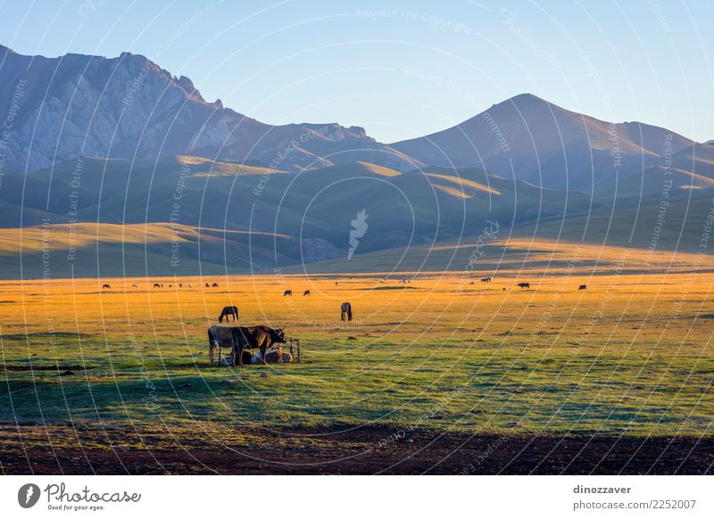 Berge und Rinder von Song Kul, Kirgisistan schön Ferien & Urlaub & Reisen Sommer Sonne Schnee Berge u. Gebirge Natur Landschaft Tier Wolken Nebel Gras Park