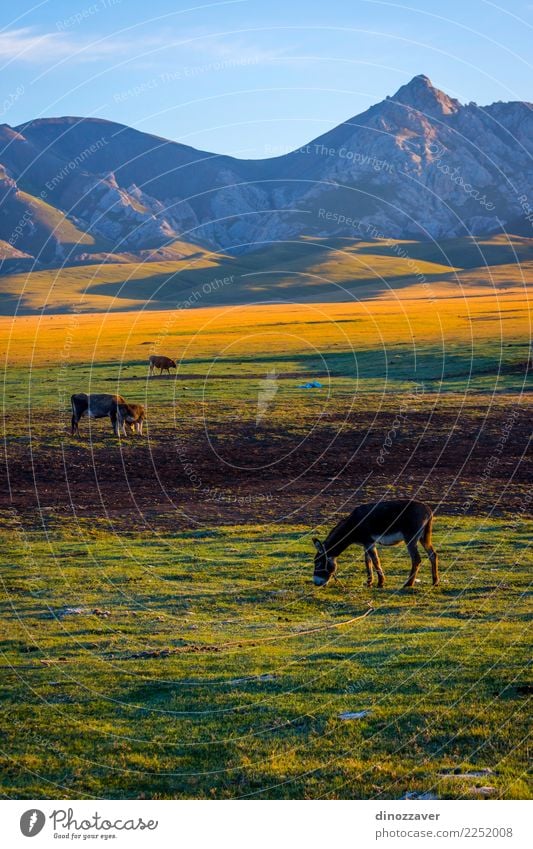 Berge und Rinder von Song Kul, Kirgisistan schön Ferien & Urlaub & Reisen Sommer Sonne Schnee Berge u. Gebirge Natur Landschaft Tier Wolken Nebel Gras Park