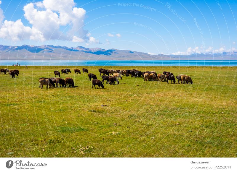 Herde von Schafen von Song Kul See schön Ferien & Urlaub & Reisen Sommer Berge u. Gebirge Natur Landschaft Tier Wolken Nebel Gras Park Wiese Hügel Felsen