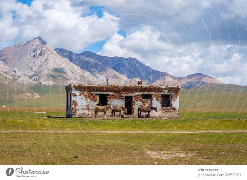 Verlassenes Haus mit Pferden, Song Kul schön Ferien & Urlaub & Reisen Sommer Berge u. Gebirge Natur Landschaft Tier Wolken Nebel Gras Park Wiese Hügel Felsen