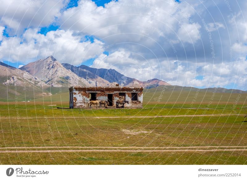 Verlassenes Haus mit Pferden, Song Kul schön Ferien & Urlaub & Reisen Sommer Berge u. Gebirge Natur Landschaft Tier Wolken Nebel Gras Park Wiese Hügel Felsen