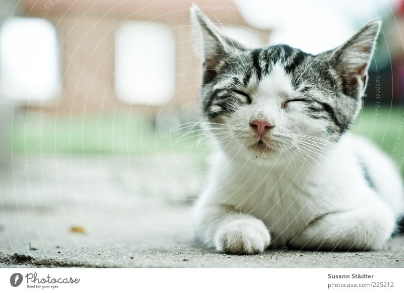 ich bin dann mal weg Haustier Katze Tiergesicht 1 Tierjunges schlafen Gelassenheit geduldig ruhig Erholung Müdigkeit Mittagsschlaf geschlossene Augen weiß