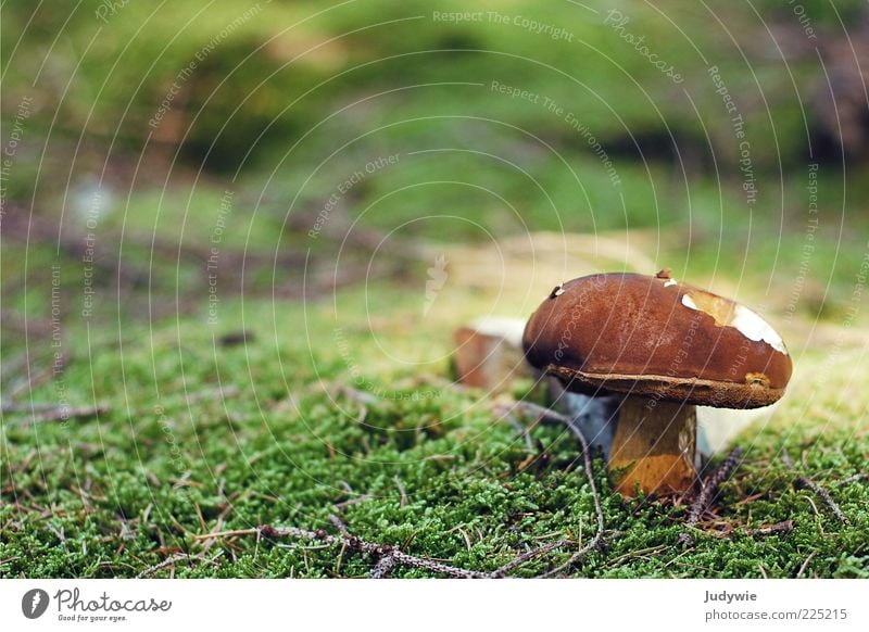 Angefressen Umwelt Natur Pflanze Sommer Herbst Moos Pilz Wachstum lecker natürlich braun grün Märchenwald Farbfoto Außenaufnahme Nahaufnahme Menschenleer