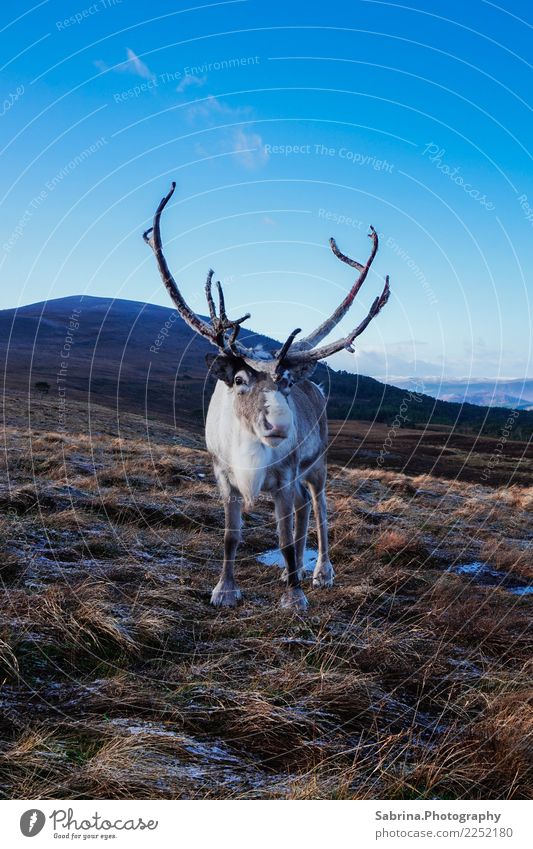 Authorität. Umwelt Natur Landschaft Pflanze Tier Wolkenloser Himmel Herbst Winter Schnee Gras Sträucher Wiese Hügel Berge u. Gebirge Gipfel