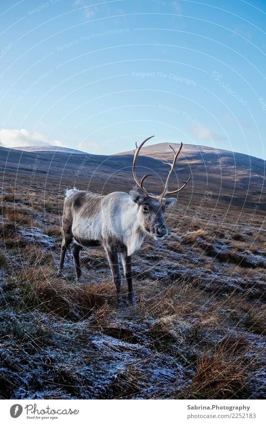 Rentier in den Schottischen Highlands, Großbritannien Umwelt Natur Landschaft Pflanze Tier Wolkenloser Himmel Herbst Winter Schönes Wetter Schnee Gras Sträucher