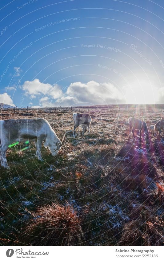 Lunch Time. Umwelt Natur Landschaft Pflanze Tier Wolken Sonne Herbst Winter Schneefall Gras Sträucher Wiese Hügel Berge u. Gebirge Gipfel Wildtier 3 4