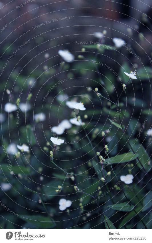 warum auch nicht Umwelt Pflanze Grünpflanze berühren Blühend träumen Duft blau grün Geborgenheit ruhig Blume Farbfoto Gedeckte Farben Außenaufnahme Nahaufnahme