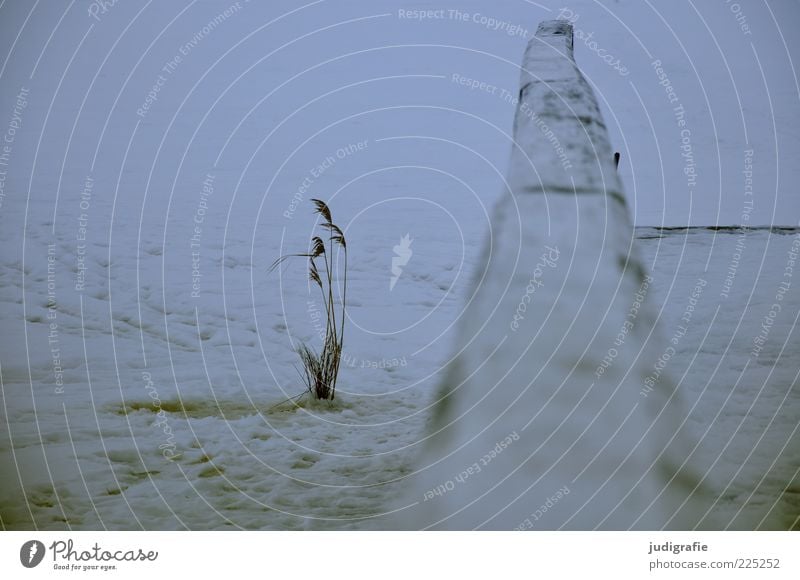 Am Bodden Umwelt Natur Pflanze Winter Eis Frost Gras Küste Seeufer kalt trist Stimmung Schilfrohr Steg Geländer weiß Farbfoto Gedeckte Farben Außenaufnahme