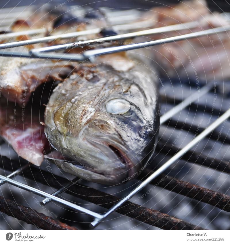 Noch ein Grillfisch Fisch Grillen Rost Grillrost liegen heiß lecker braun gold rosa silber Duft Speise Farbfoto Nahaufnahme Tag Schwache Tiefenschärfe