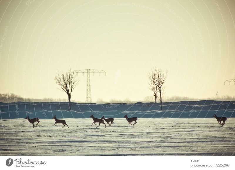 6 auf einen Streich Natur Landschaft Tier Himmel Wolkenloser Himmel Horizont Winter Schnee Wildtier Tiergruppe Herde rennen authentisch klein wild Reh Flucht