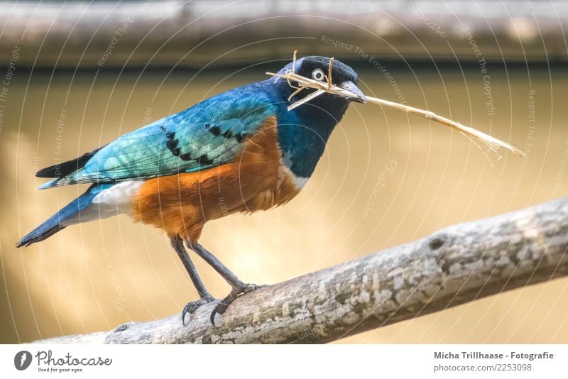 Bunter Star Umwelt Natur Tier Sonne Sonnenlicht Schönes Wetter Baum Ast Zweig Wildtier Vogel Tiergesicht Flügel Krallen Schnabel Auge Feder 1 bauen beobachten