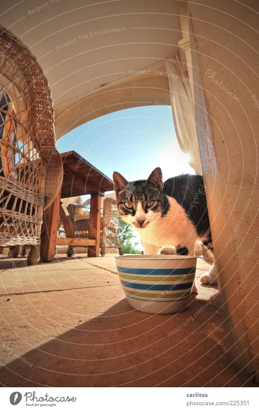 El Hau-Stier Wolkenloser Himmel Schönes Wetter Tier Haustier Katze 1 Fressen füttern blau braun Sympathie Perspektive Torbogen Sandstein Tisch Holz Sessel Stuhl