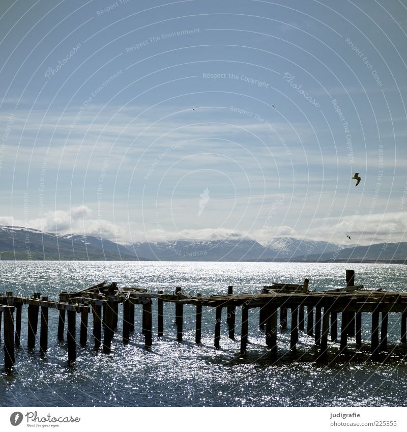 Island Umwelt Natur Landschaft Tier Wasser Himmel Klima Schönes Wetter Berge u. Gebirge Küste Fjord Hjalteyri Hafen Schifffahrt Vogel fliegen leuchten kalt