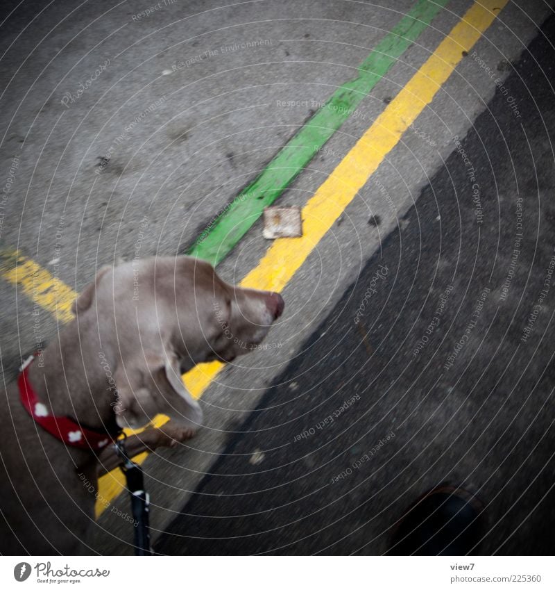 Gassi gehn Hund 1 Tier Linie Streifen gehen ästhetisch authentisch niedlich mehrfarbig Kontrolle Ordnung Perspektive Wege & Pfade Gassi gehen Weimaraner