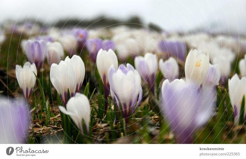 Alpenfrühling III schön Umwelt Natur Landschaft Pflanze Erde Frühling Wiese Blühend grün violett weiß Krokusse Alp Flix Frühlingstag Frühlingskrokus Wiesenblume