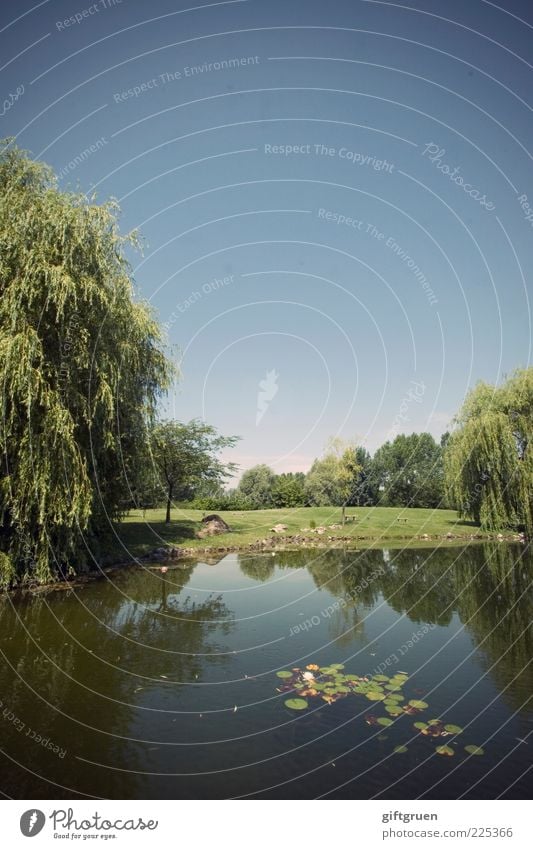 sommertag Umwelt Natur Landschaft Pflanze Wasser Himmel Wolkenloser Himmel Sommer Schönes Wetter Baum Blume Gras Park Wiese Seeufer Teich ruhig Seerosen