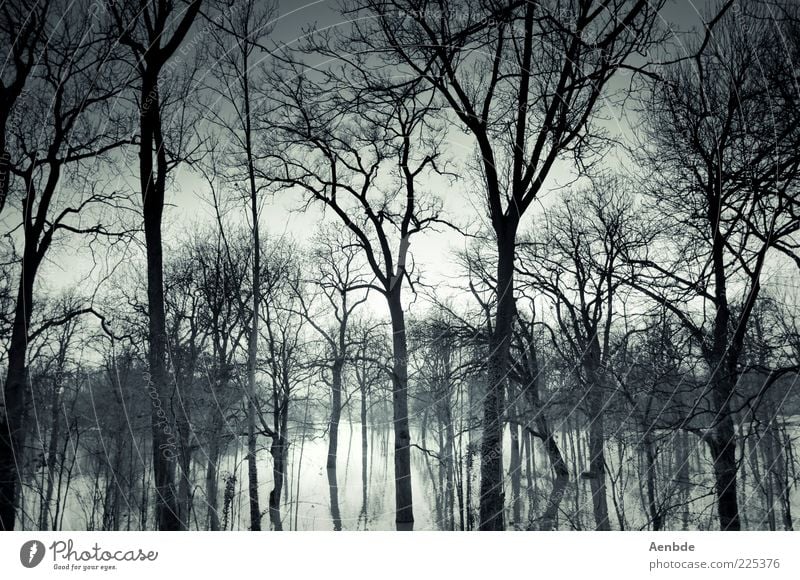 Neverglade Umwelt Natur Landschaft Pflanze Wasser Himmel Klima Klimawandel Baum Wald Stimmung Überschwemmung überschwemmt Farbfoto Außenaufnahme Menschenleer