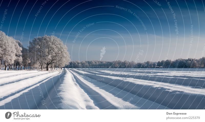 Spargelfeld im Winter Schnee Winterurlaub Umwelt Natur Wolkenloser Himmel Eis Frost Baum Feld kalt ruhig Furche Linie Menschenleer Tag Panorama (Aussicht)