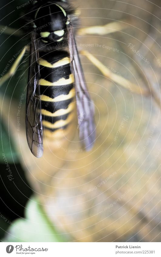 I saw you in the wild Umwelt Natur Tier Pflanze Blatt Wildtier 1 ästhetisch schön natürlich Stimmung Wespen Beine Flügel sitzen Farbfoto mehrfarbig Nahaufnahme