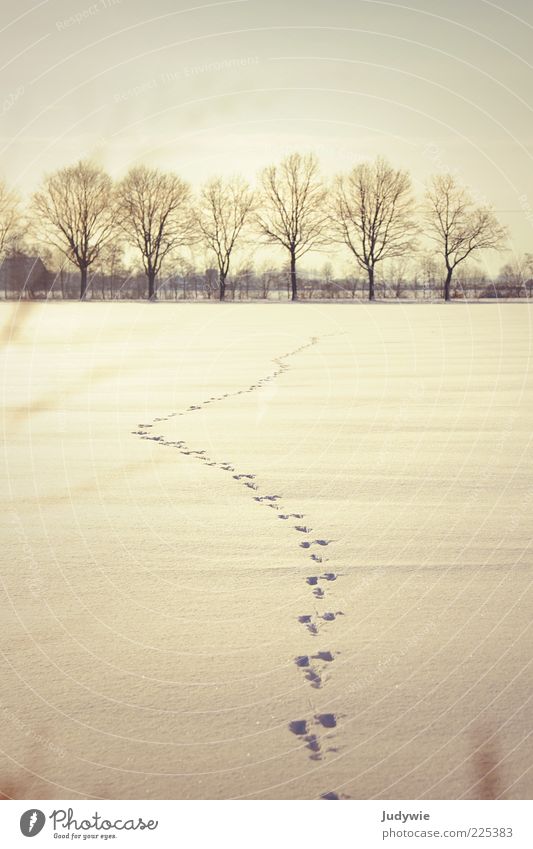 Spuren Ferne Winter Schnee Umwelt Natur Landschaft Himmel Schönes Wetter Eis Frost Baum Feld Wildtier Hase & Kaninchen Abdruck Zeichen Jagd weiß Beginn Freiheit