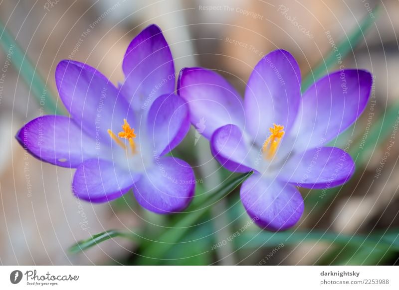 Zwei Krokusse in Nahaufnahme in violett, gelb und grün Natur Pflanze Frühling Schönes Wetter Blume Blatt Blüte Wildpflanze Frühblüher crocus Wachstum Duft