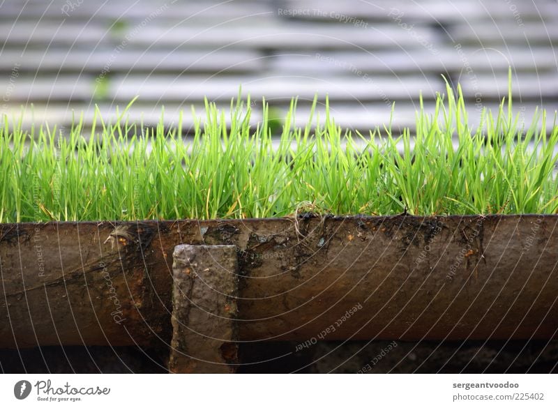 Green, green gras of home Schiefer Umwelt Natur Pflanze Urelemente Gras Wildpflanze Dach Dachrinne Metall Wachstum alt außergewöhnlich grün Verfall