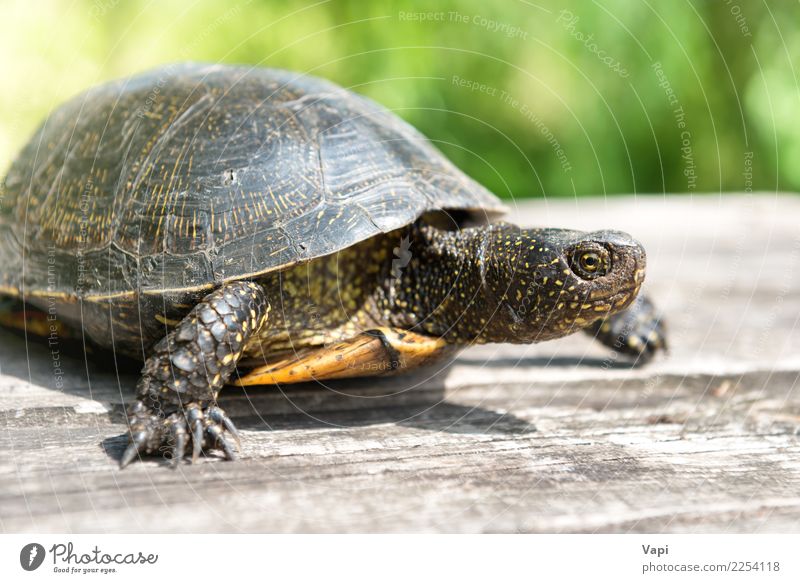 Schildkröte auf Schreibtisch aus Holz exotisch Sommer Sonne Tisch Natur Tier Gras Haustier Wildtier Tiergesicht Krallen Pfote 1 alt krabbeln klein natürlich