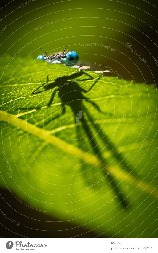 Schattenspiel Natur Schönes Wetter Blatt Tier Wildtier Libelle 1 blau grün Hunte Farbfoto mehrfarbig Außenaufnahme Nahaufnahme Tag Licht Silhouette