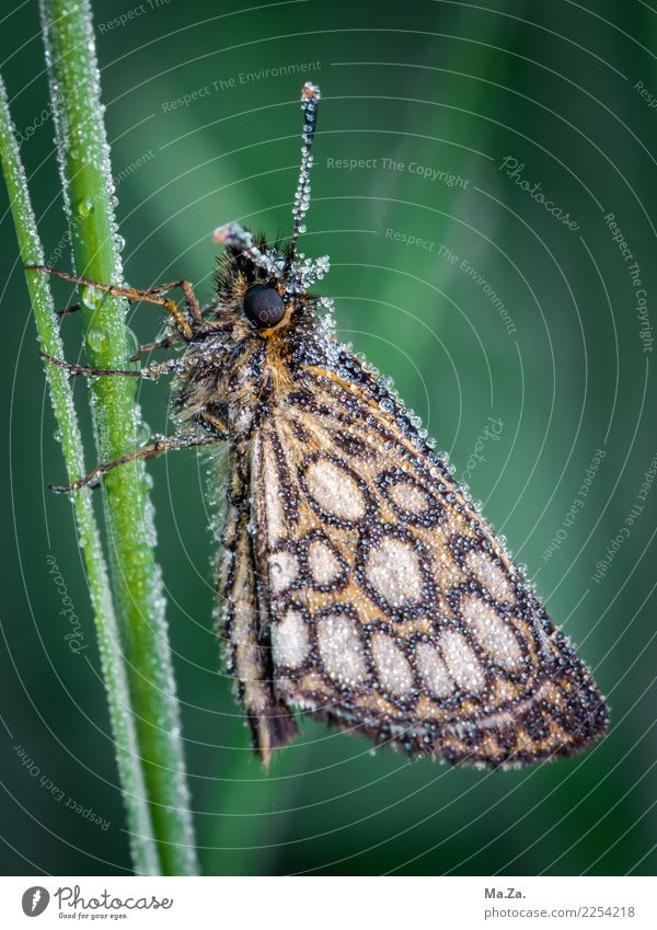 Falter mit Morgentau Natur Wassertropfen Moor Sumpf Tier Wildtier Schmetterling Flügel 1 grün Spiegelfeck-Dickkopf-Falter Tau Farbfoto Gedeckte Farben