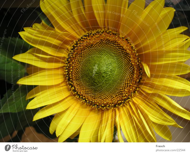 Sonnenblume Sommer Feld