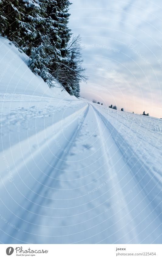 Überholverbot Natur Landschaft Himmel Wolken Winter Schnee Baum Wege & Pfade kalt Skilanglauf Loipe Farbfoto Außenaufnahme Menschenleer Morgen Tag Dämmerung