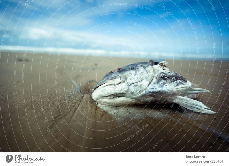 Bad Fish Ekel blau braun Fisch Strand Himmel Wolken verdorben Tod Flosse stinkend Übelriechend Surrealismus Farbfoto Außenaufnahme Textfreiraum links