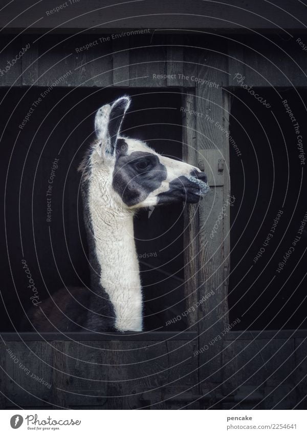 uffbasse! Hütte Tier Zoo Streichelzoo 1 beobachten klug Lama scheckig Stall offen Wachsamkeit Farbfoto Gedeckte Farben Außenaufnahme Nahaufnahme Detailaufnahme