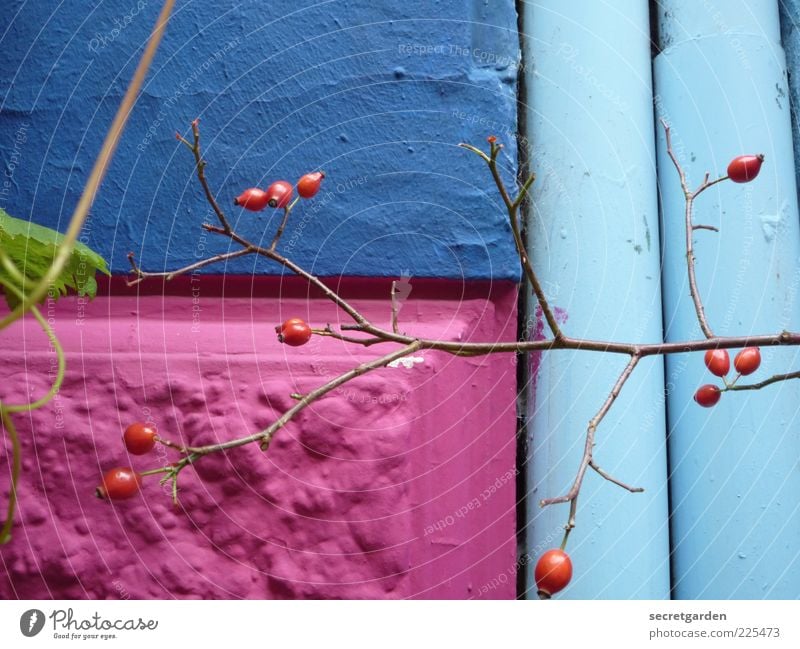 mauerblümchen. Frucht Umwelt Natur Frühling Pflanze Sträucher Haus Bauwerk Gebäude Fassade Regenrinne Wachstum schön blau rosa rot Farbe Farbfoto mehrfarbig