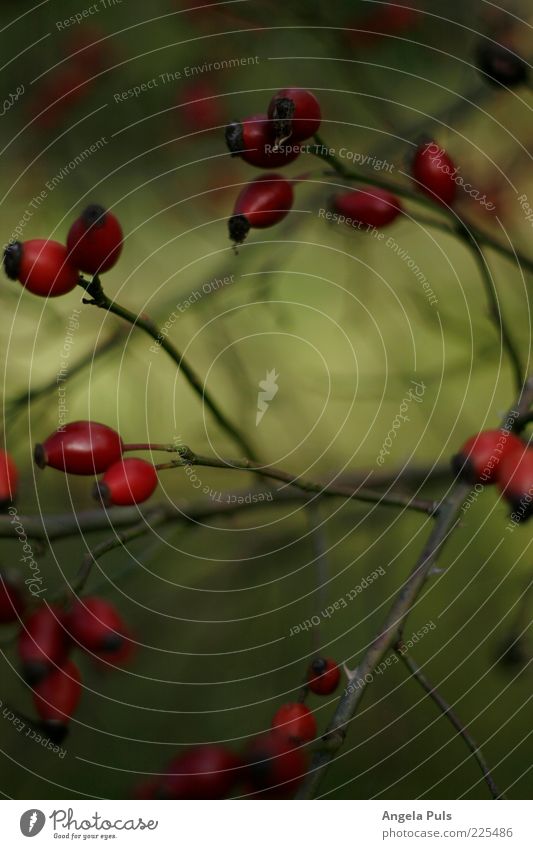 Haaaage budde Natur Pflanze Herbst Rose stachelig grün rot Farbfoto Außenaufnahme Menschenleer Tag Hundsrose Zweige u. Äste Beeren Textfreiraum unten Geäst