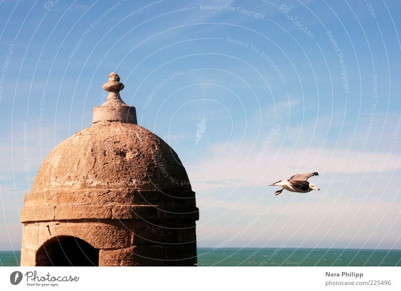 ready steady go Freiheit Luft Himmel Horizont Wetter Schönes Wetter Küste Meer Atlantik Essouira Marokko Nordafrika Altstadt Ruine Gebäude Architektur