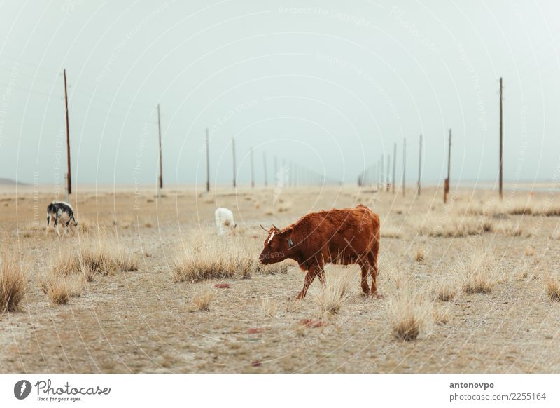 Kühe Altai Steppe Natur Tier Herbst Nutztier Kuh 3 Tiergruppe braun Farbfoto Tag Tierporträt