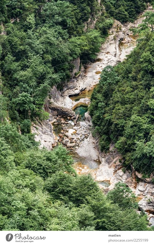 Knie Natur Landschaft Sommer Baum Wald Felsen Berge u. Gebirge Schlucht natürlich wild Pyrenäen Wildbach Knick Kurve Farbfoto Außenaufnahme Menschenleer