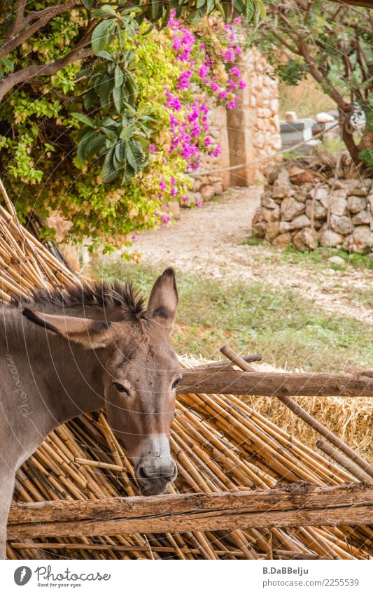 Verpennt und gelangweilt schaut der Esel und lässt sich nicht so schnell aus der Ruhe bringen. Italien Menschenleer Außenaufnahme Tierhaltung artgerecht