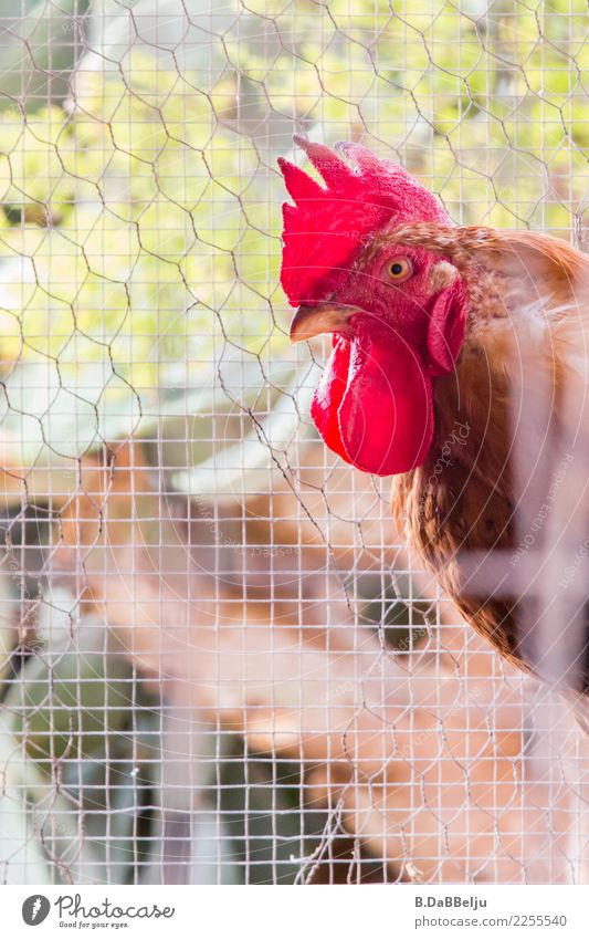 Der stolze Hahn meldet sich jeden Morgen mit seinem Kikeriki (I'll kill that rooster😉).  Er ist absolut freilaufend, auch wenn das Gitter einen Käfig suggeriert..