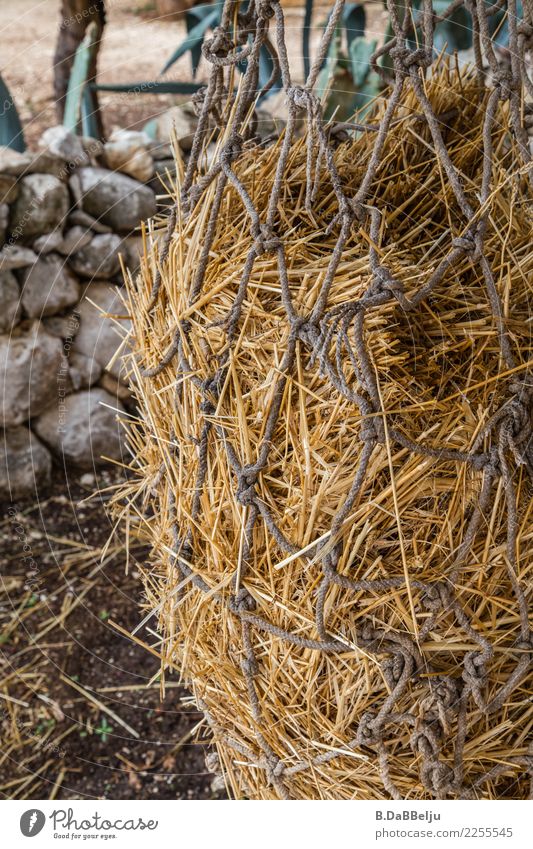 Das Heunetz wartet auf Kundschaft. Netz Tiere Futter Natur Außenaufnahme Menschenleer artgerechte Fütterung Fressen füttern braun Pferde Ziegen Stoh gelb