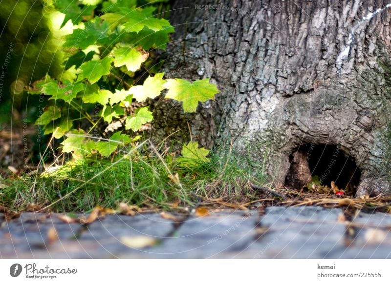 Schlupfloch Umwelt Natur Pflanze Sonnenlicht Sommer Schönes Wetter Baum Gras Sträucher Blatt Wildpflanze Baumrinde Loch Versteck grün Schutz Geborgenheit