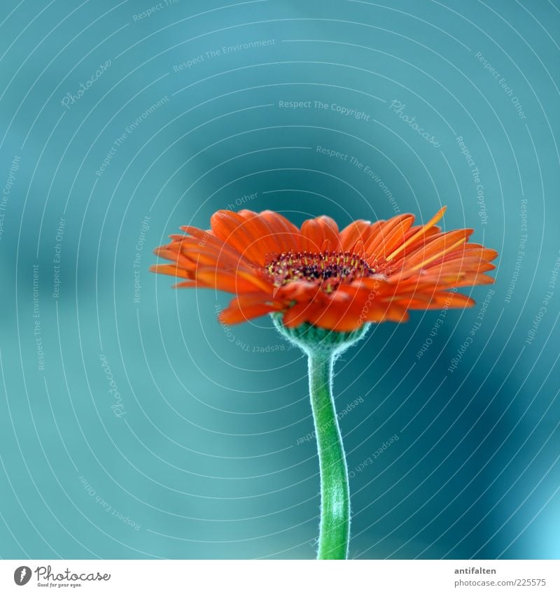 Schöne Gerbera, nicht Aster Natur Pflanze Blume Blüte Astern mehrfarbig grün Stengel Blütenblatt Blütenstiel orange türkis Blütenstempel Farbfoto Innenaufnahme