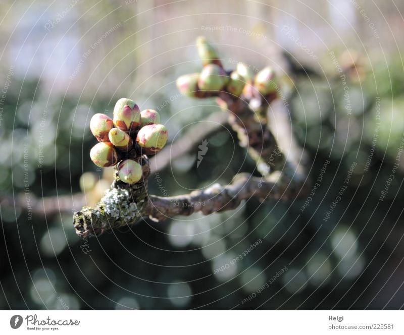 bald... Umwelt Natur Pflanze Frühling Schönes Wetter Baum Blütenknospen Zweig Ast Wachstum ästhetisch einfach frisch klein natürlich braun grau grün