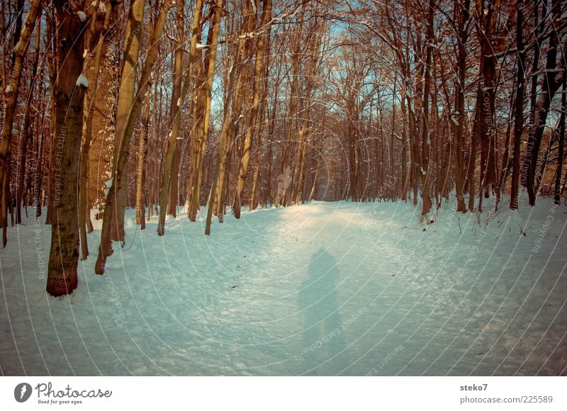 fotografiert schneller als sein Schatten Schnee Wald Wege & Pfade kalt stagnierend kahl Winterwald Außenaufnahme Sonnenlicht Mensch Fußweg 1 Baum Silhouette