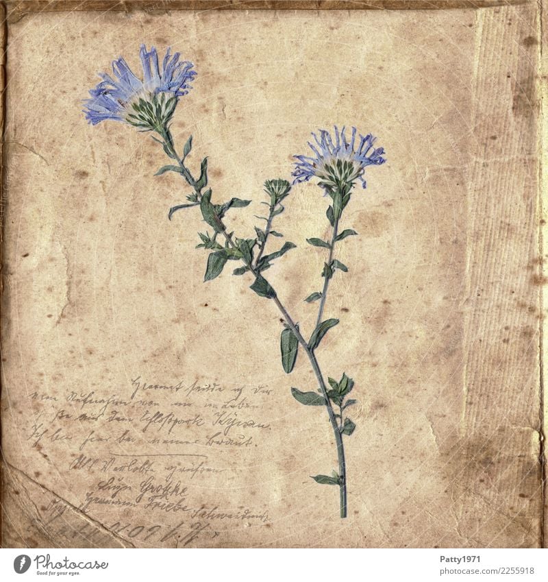 gepresste Blumen auf altem Papier Pflanze Zettel Schriftzeichen ästhetisch natürlich retro trocken blau braun grün Zufriedenheit Lebensfreude Gelassenheit ruhig